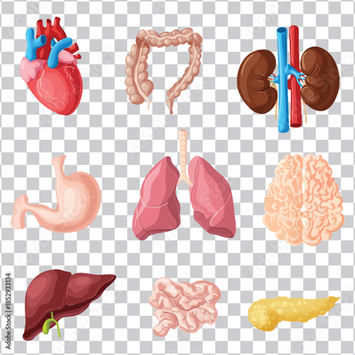 Human Body Organs A Visual Guide to the Cardiovascular, Digestive, Respiratory, and Urinary Systems