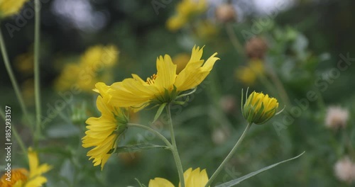cowpen daisy ,Verbesina encelioides, Vibrant yellow wild daisy flowers close-up. Bright petals, green leaves, soft bokeh background
