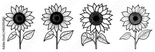 Black and white sunflower line art set with detailed petals and leaves minimalist floral botanical vector illustration collection for natural design elements