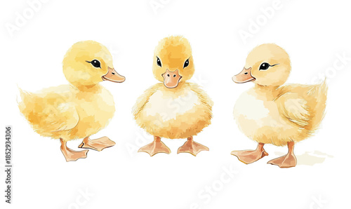 Three adorable yellow baby ducklings standing and facing different angles with soft fluffy feathers realistic watercolor style illustration on white background