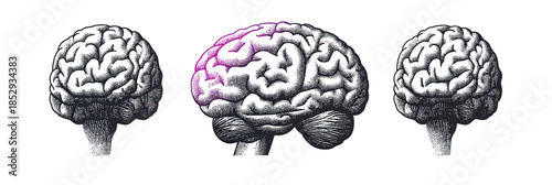 Retro style realistic human brain illustration with halftone grain texture and stippling dots details in black and purple colors isolated on white background digital art