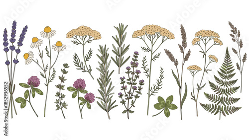 Diverse collection of meticulously illustrated wild herbs and plants, including lavender, chamomile, yarrow, rosemary, thyme, clover, and fern, showcasing natural botanical variety and beauty.