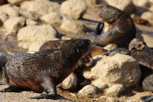 fur seal