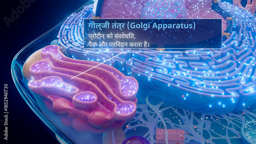 3D illustration of the Golgi apparatus processing proteins in hindi