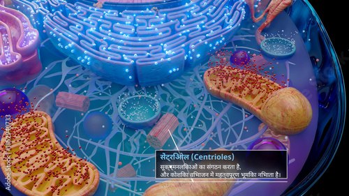 3D illustration of centrioles involved in cell division in hindi