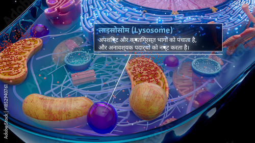 3D illustration of a lysosome digesting cellular waste in hindi