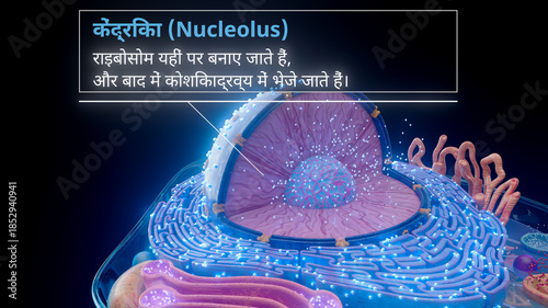 3D illustration of the nucleolus inside a cell nucleus in hindi