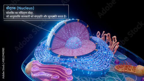 3D illustration of the cell nucleus containing genetic material in hindi