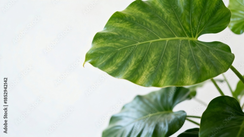 Obraz premium Green plant leaves close up