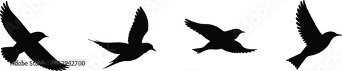 Flying bird silhouettes sequence with spread wings isolated vector illustration for freedom motion wildlife nature concept stock design use