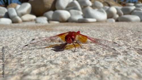libellule rouge avant envol vidéo 4K
