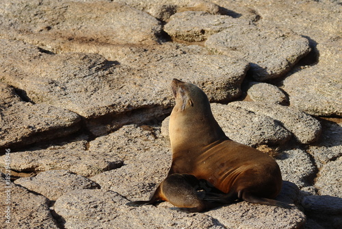 fur seal