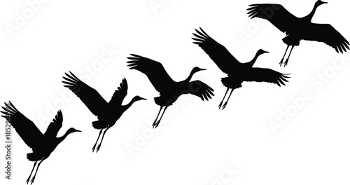 Flying crane bird silhouettes in sequence isolated on white background graceful wildlife nature vector illustration migration freedom motion concept