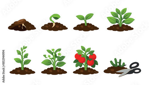 Plant growth stages with vegetables and gardening tools illustrated