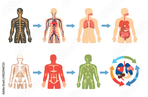 Human body systems: nervous, circulatory, respiratory, digestive, skeletal, muscular, lymphatic, organ functions
