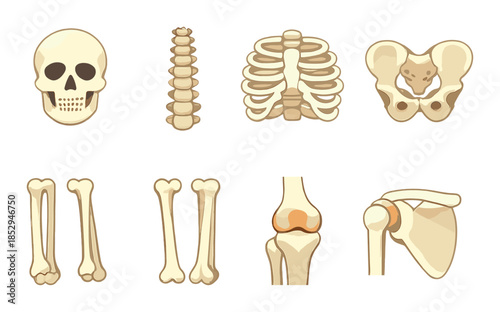 Human skeletal structure: skull, spine, ribs, pelvis, limbs, joints illustrated