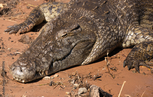 Close up of a wild crocodile in Botswana, Africa