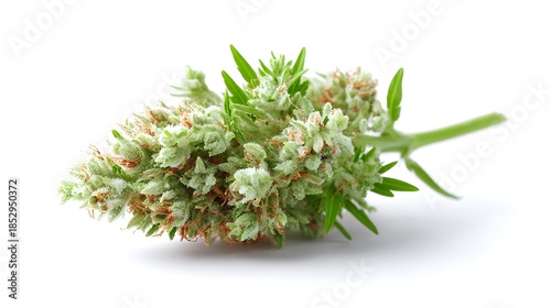 Detailed ro view of a fresh cannabis flower bud showcasing crystalline trichomes vibrant green hues and prominent orange stigmas against a clean white background in a studio setting