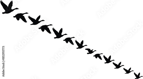 Flying goose silhouettes in diagonal flock formation isolated on white background minimalist wildlife nature vector illustration migration freedom concept
