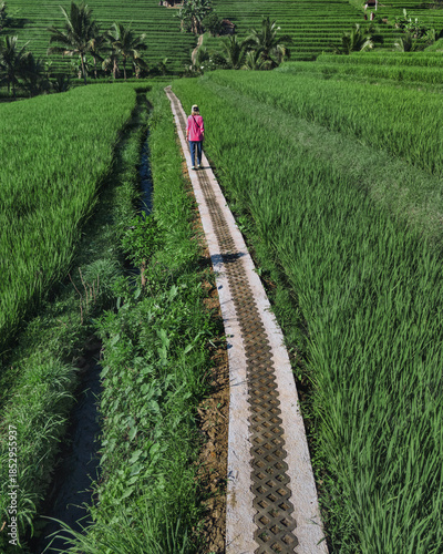 Female Tourist Walking Rice Fields Path, Aerial Drone View Over Emerald Terraced Paddies In Ubud Bali Solo