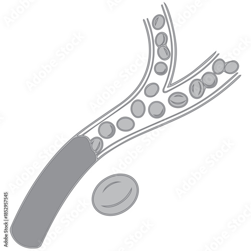 Blood Flow Illustration