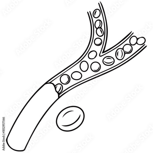 Blood Cells Illustration