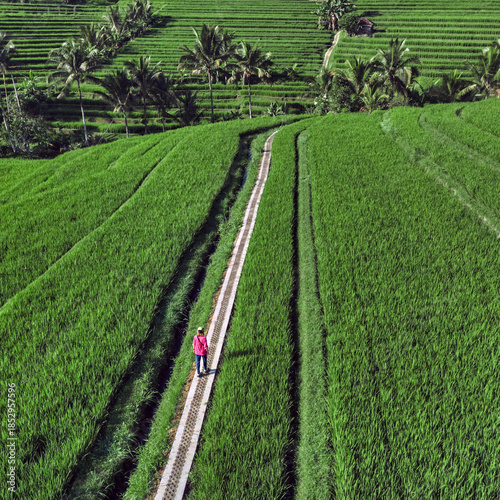 Female Tourist Walking Rice Fields Path, Aerial Drone View Over Emerald Terraced Paddies In Ubud Bali Solo