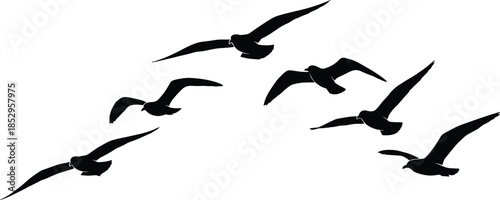 Flying seagull silhouettes flock black vector illustration isolated on white background coastal wildlife seabird migration freedom nature design concept