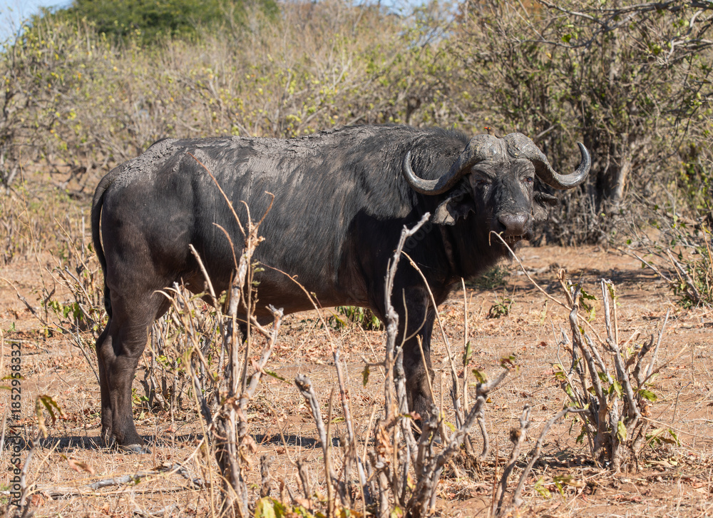 Fototapeta premium A Wild Cape Buffalo in Botswana, Africa 