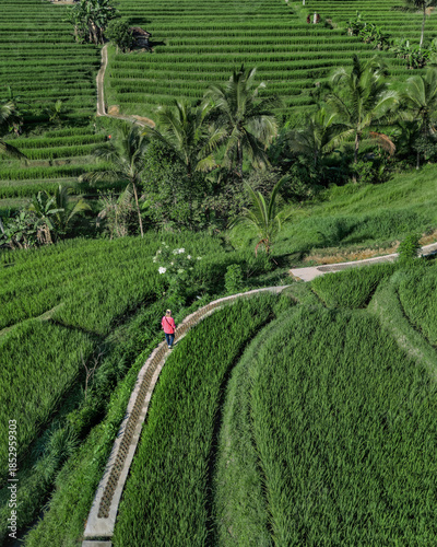 Aerial View Woman Walking Path Through Emerald Rice Paddies, Solo Traveler In Red Jacket