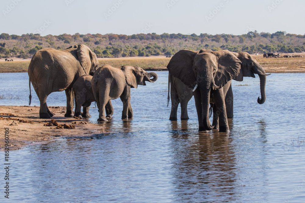 Naklejka premium Wild elephants in Botswana, Africa