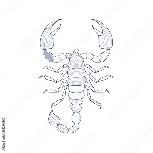 Detailed Line Art of a Scorpion, Insect, Vector Drawing, Isolated