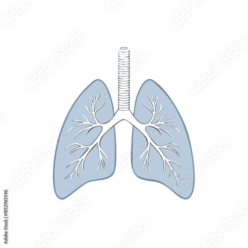 Human lungs anatomical illustration of respiratory organ on white background