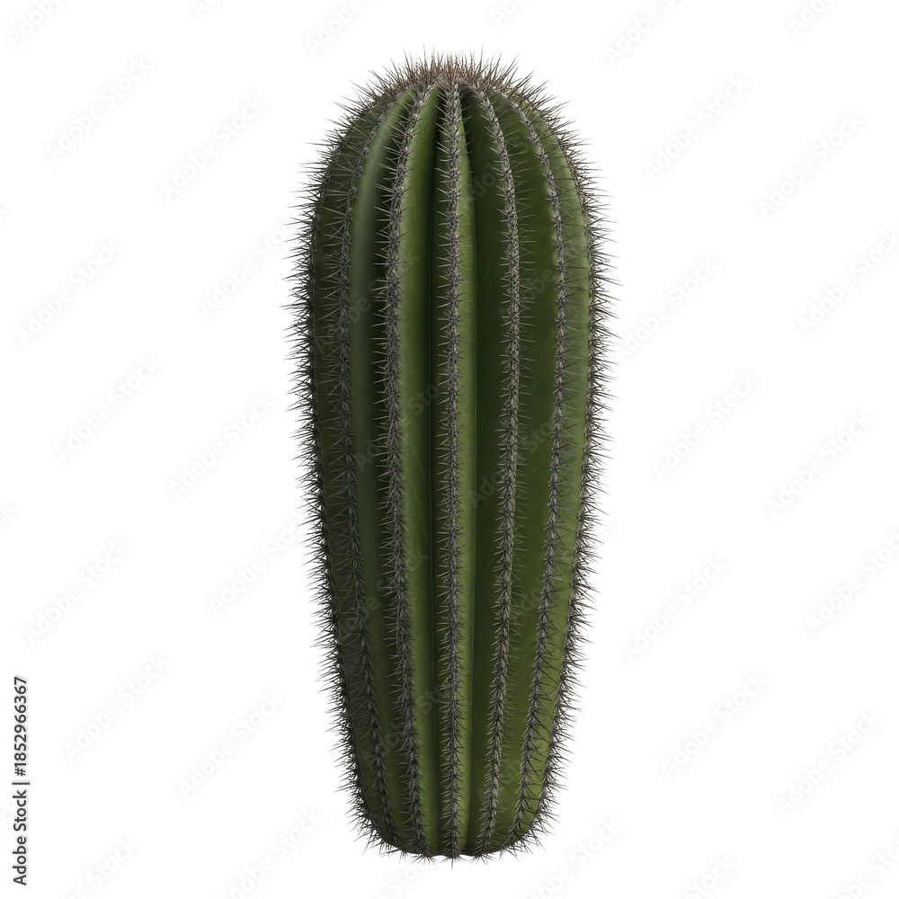 Naklejka premium Tall Saguaro Cactus Isolated Black Background