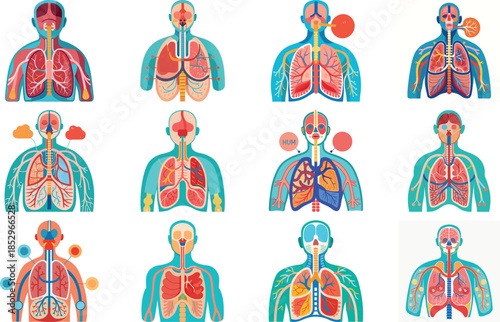 Human Anatomy Infographic Illustration Set Showing Skeletal, Muscular, Nervous and Internal Organ Systems – Medical Education, Healthcare, Biology and Science Vector Collection for Learning, 