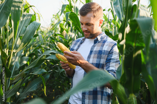 Canvas Print Farmer examining corn cobs in cultivated field