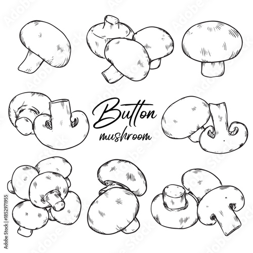 Set of hand drawn button mushroom outline drawing illustration