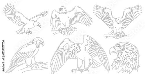 Detailed illustration of various eagle poses, including flying, perched, and close up views of wings and heads in a sketch style