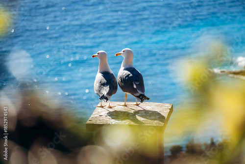 Two seagulls standing on a stone pillar overlooking the Mediterranean Sea