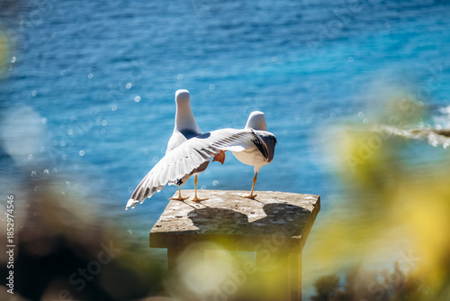 Two seagulls standing on a stone pillar overlooking the Mediterranean Sea