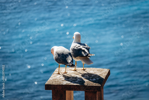 Two seagulls standing on a stone pillar overlooking the Mediterranean Sea