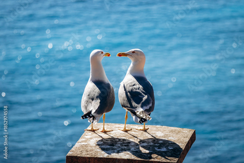 Two seagulls facing each other on a stone pedestal with Mediterranean Sea in the background