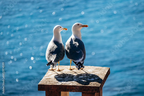 Two seagulls standing on a stone pillar overlooking the Mediterranean Sea