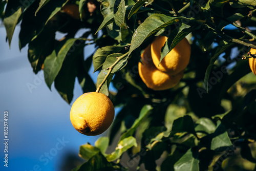 Ripe lemons growing on lemon trees in a garden in Menton on the French Riviera