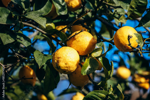 Ripe lemons growing on lemon trees in a garden in Menton on the French Riviera