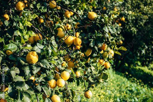 Ripe lemons growing on lemon trees in a garden in Menton on the French Riviera
