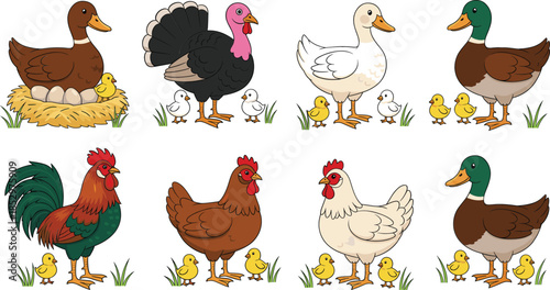 Cute farm birds vector illustration set with chickens ducks turkey goose and baby chicks