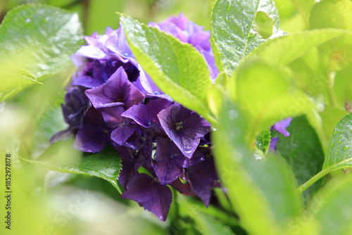 雨に濡れるアジサイ