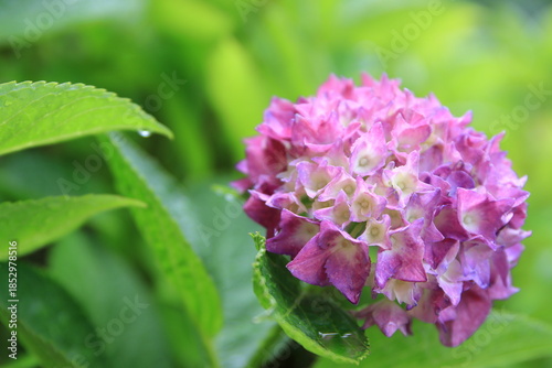 雨上がりのアジサイ
