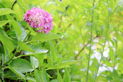 雨に濡れるアジサイ